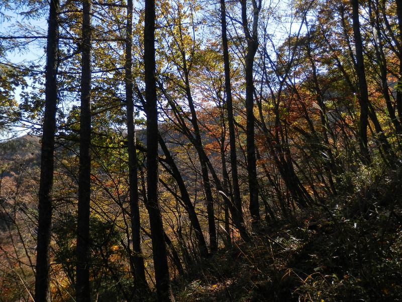 主脈稜線が見えてきた