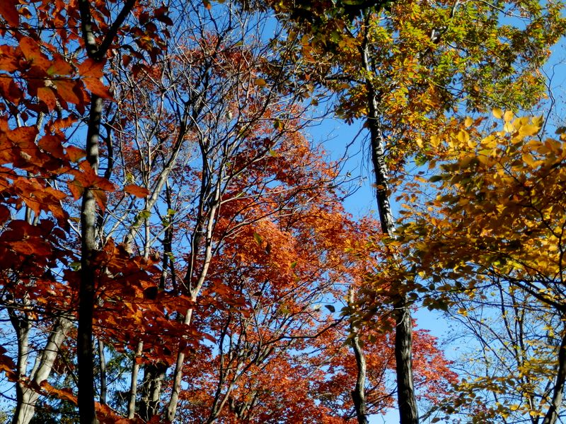青空に映える紅葉と黄葉