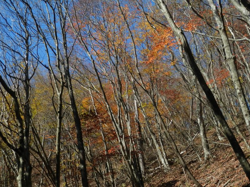 右手の黍殻山方向を見上げる