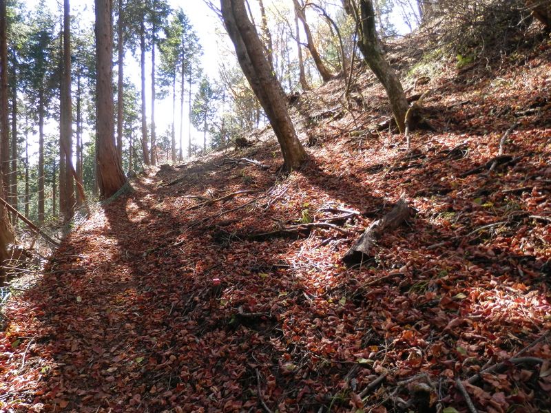 紅い落ち葉をサクサク踏みしめて