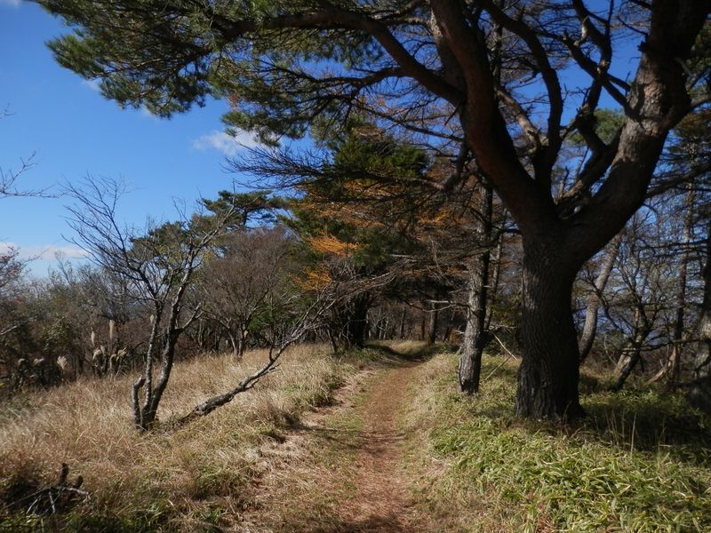 萩ノ丸を越えて袖平山に向かう