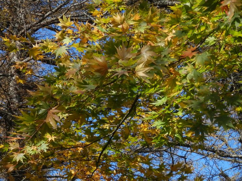 カラマツ林の中のモミジ