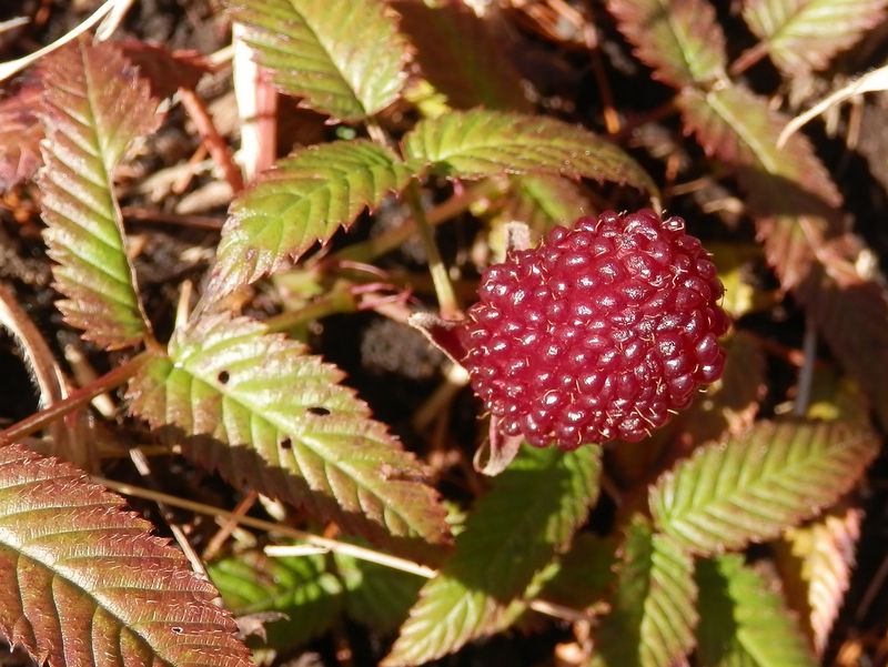 バライチゴは不味い