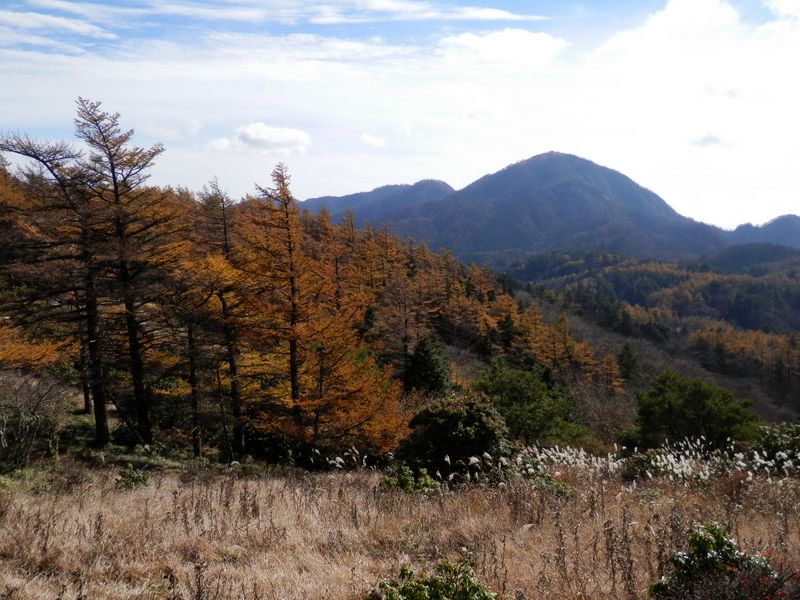カラマツ林と蛭ヶ岳