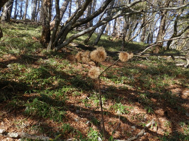 オヤマボクチかな