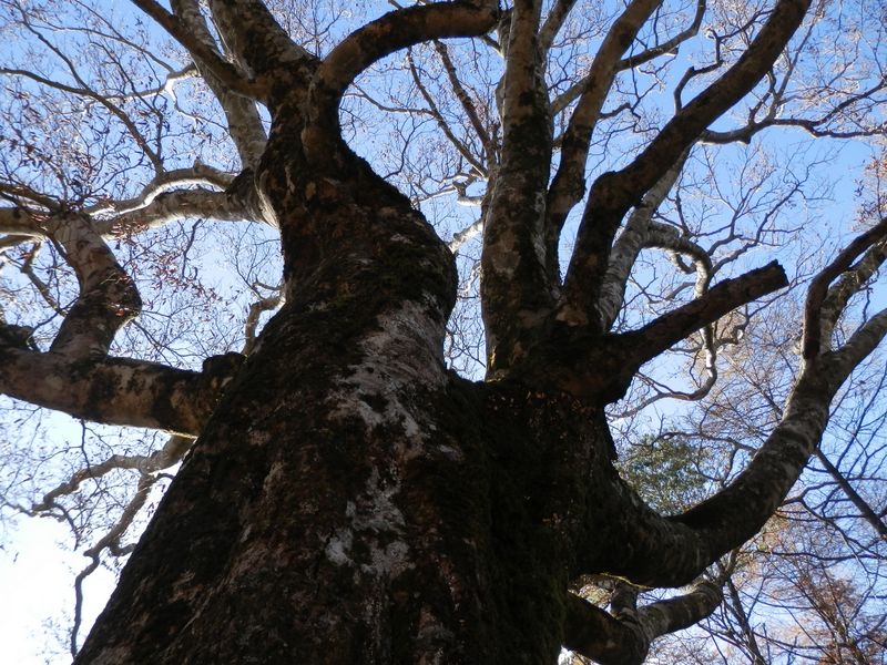 東海自然歩道最高地点の、大きなブナ