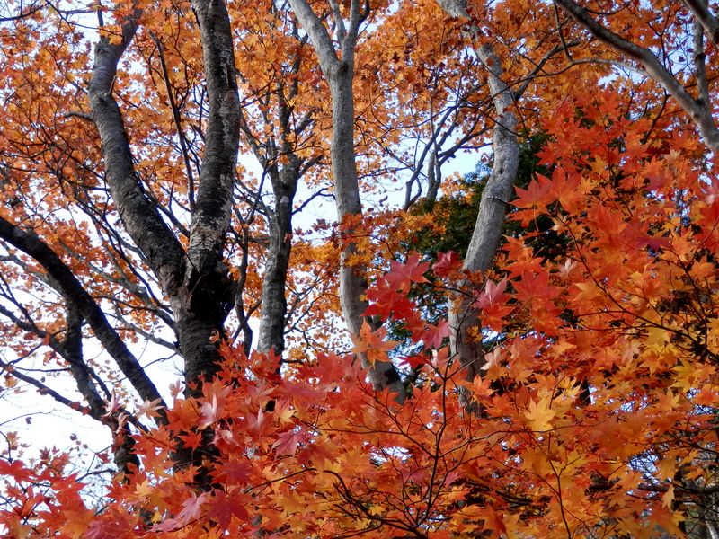 ここの紅葉が最もきれいだったように思う