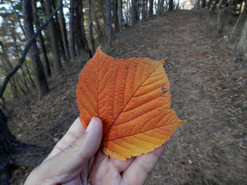 テツカエデだったかな？