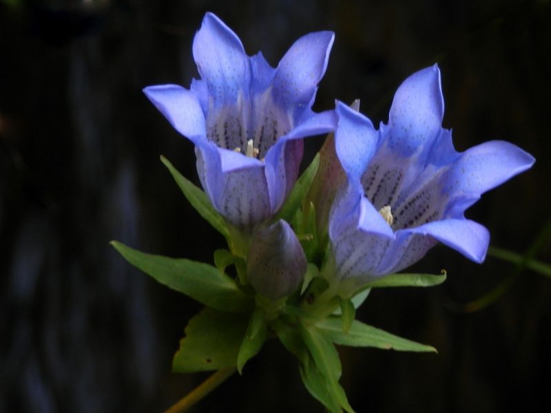林道わきの水路の上に咲いていたリンドウ