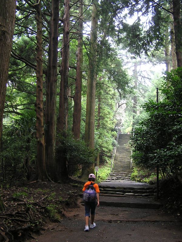 日向薬師 -- 参道の杉木立