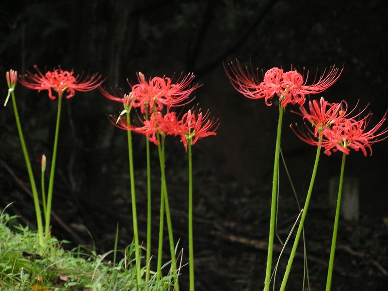 日向薬師 -- 雨上がりに咲いたヒガンバナ