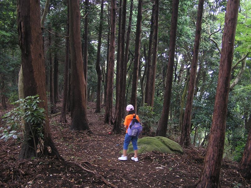 日向薬師 -- このあたりは山ビルがいっぱい