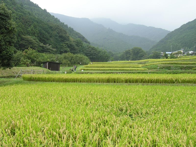 日向薬師 -- ヒガンバナの見学路