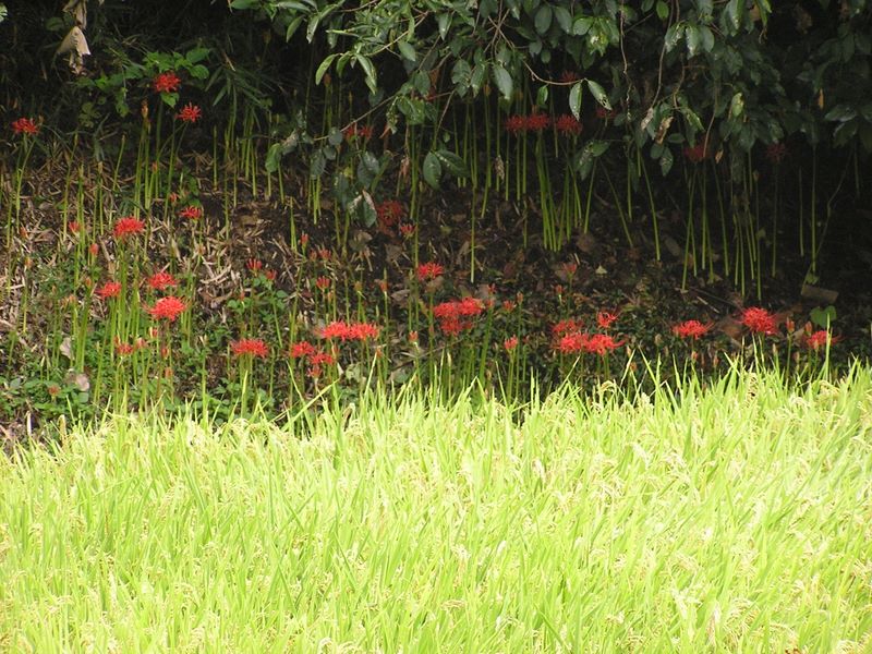 日向薬師 -- まだつぼみの方が多いヒガンバナ