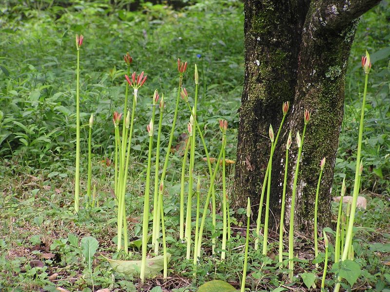 日向薬師 -- 花火がするすると上って