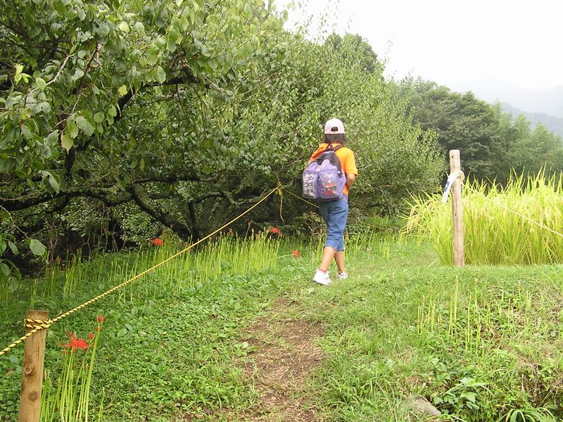 日向薬師 -- ヒガンバナ見学路