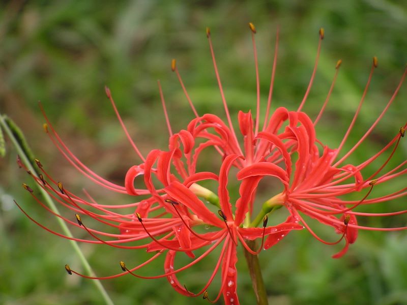 日向薬師 -- パッと赤い花火