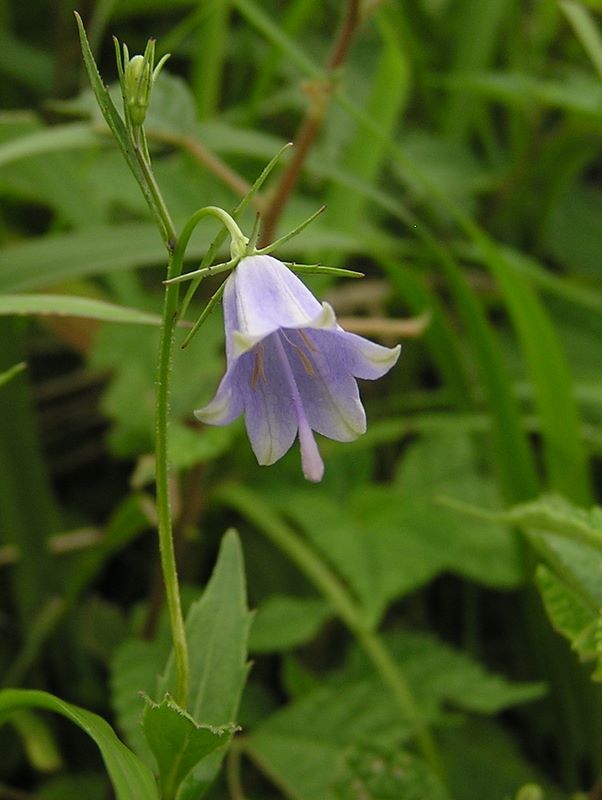 日向薬師 -- あぜ道の一輪挿し