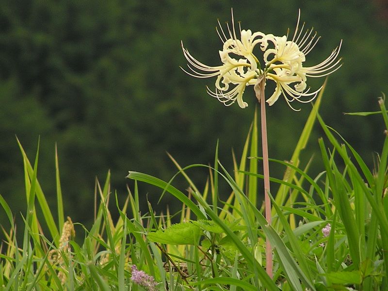 日向薬師 -- クリーム色のリコリス
