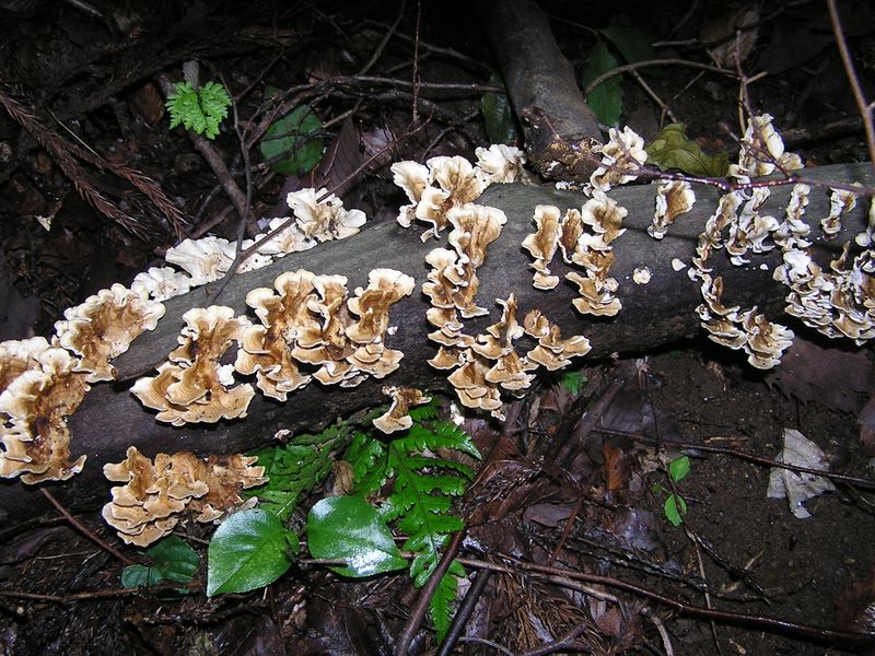 日向薬師 -- 雨後のキノコ