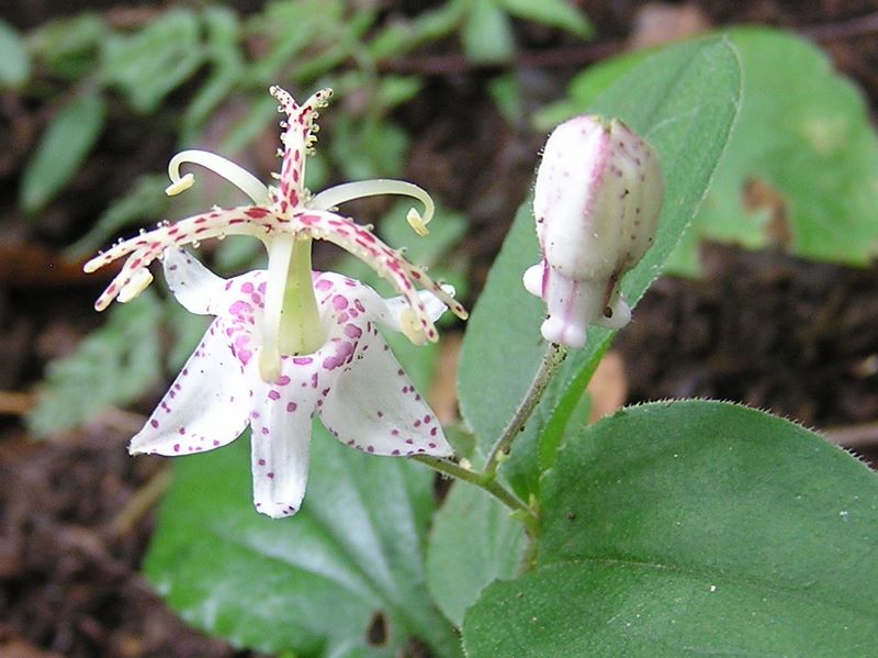 日向薬師 -- 二段に咲くのですね