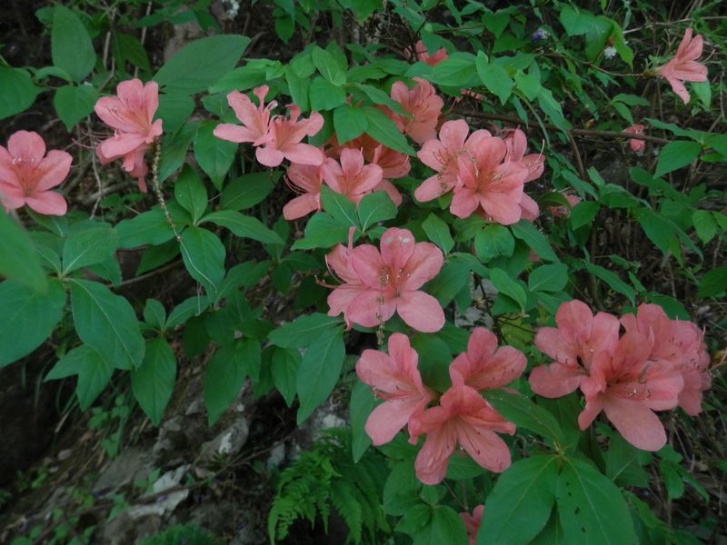 p5075660.jpg (large)