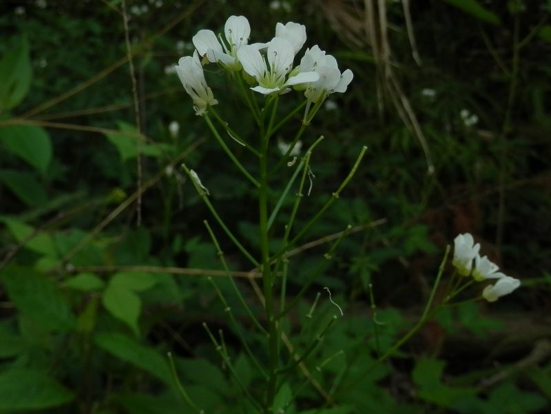 p5075664.jpg (large)