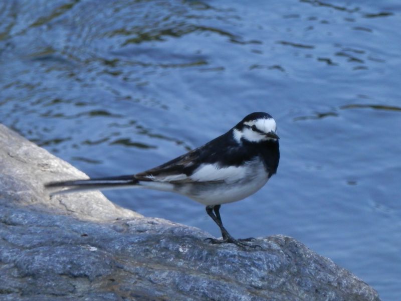 セグロセキレイ。尾羽をピコピコ振っている。