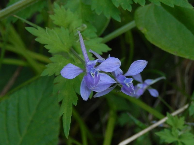 p5075700.jpg (large)