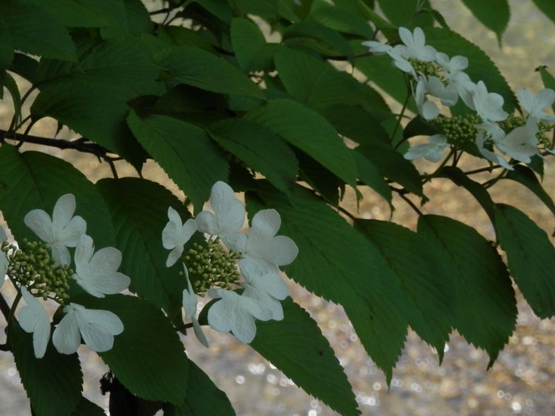 p5075702.jpg (large)