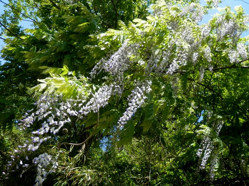 風にたなびく藤の房