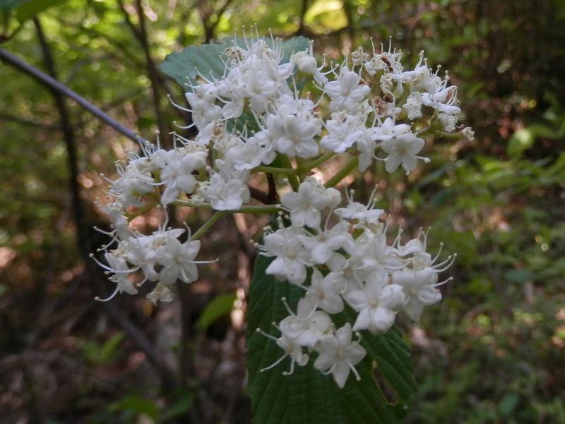 日の出山 -- オトコヨウゾメ
