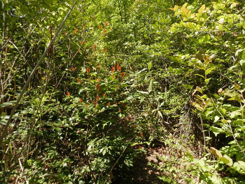 道が藪で塞がっている