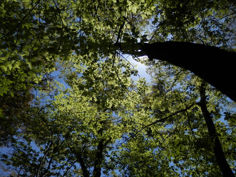 緑のステンドグラス