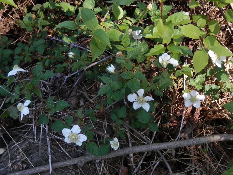 日の出山 -- クサイチゴ