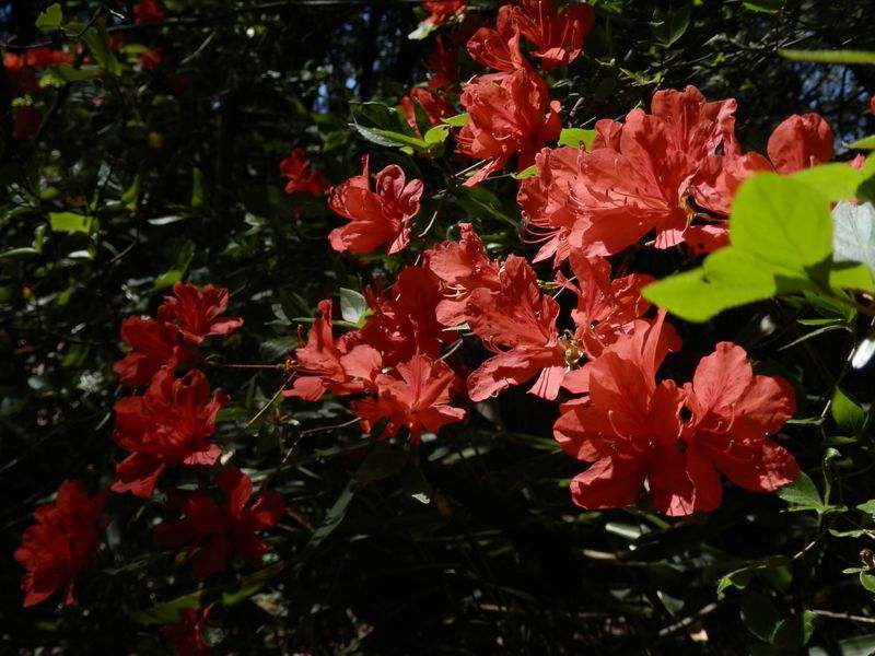 朱色のヤマツツジ