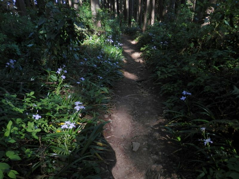 シャガの散歩道