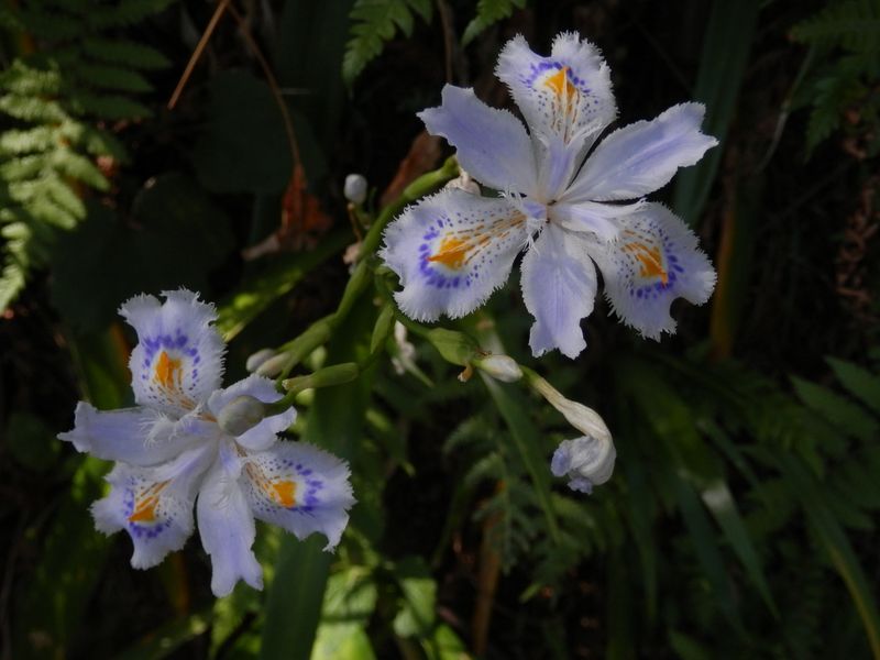シャガを真上から見る