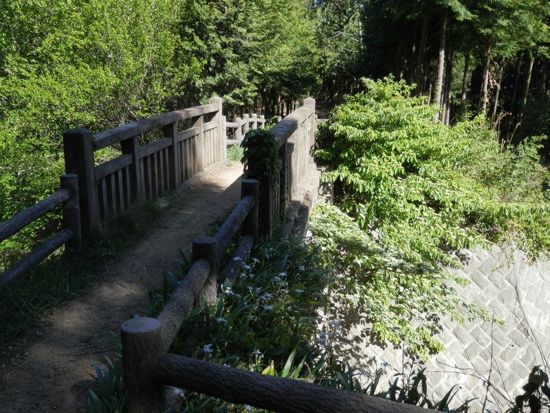 シャガの咲く橋