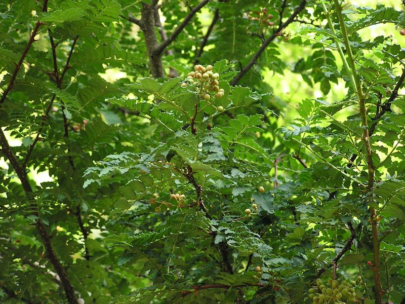 檜洞丸 -- サンショウの実