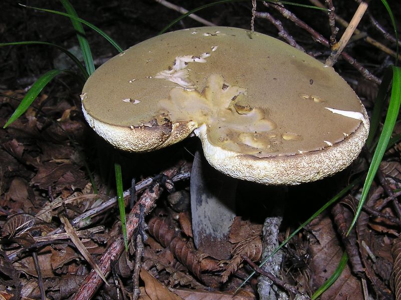 檜洞丸 -- ハート形のキノコ