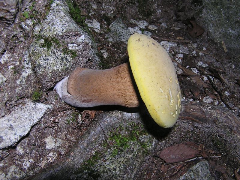檜洞丸 -- 岩の隙間に横向きに生えたキノコ
