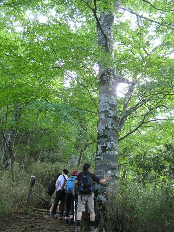 檜洞丸 -- 触れたくなるブナの木