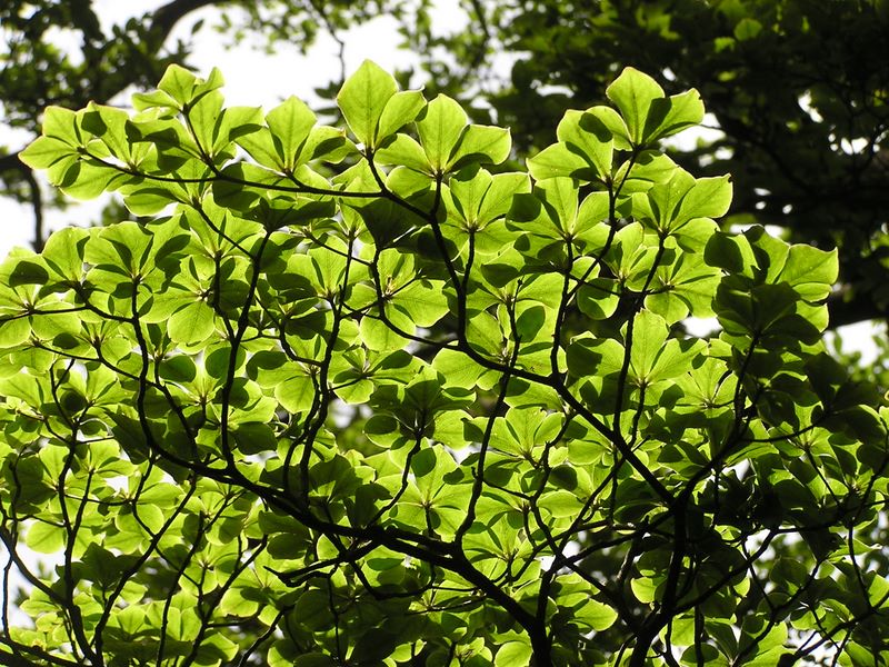 檜洞丸 -- シロヤシオの葉