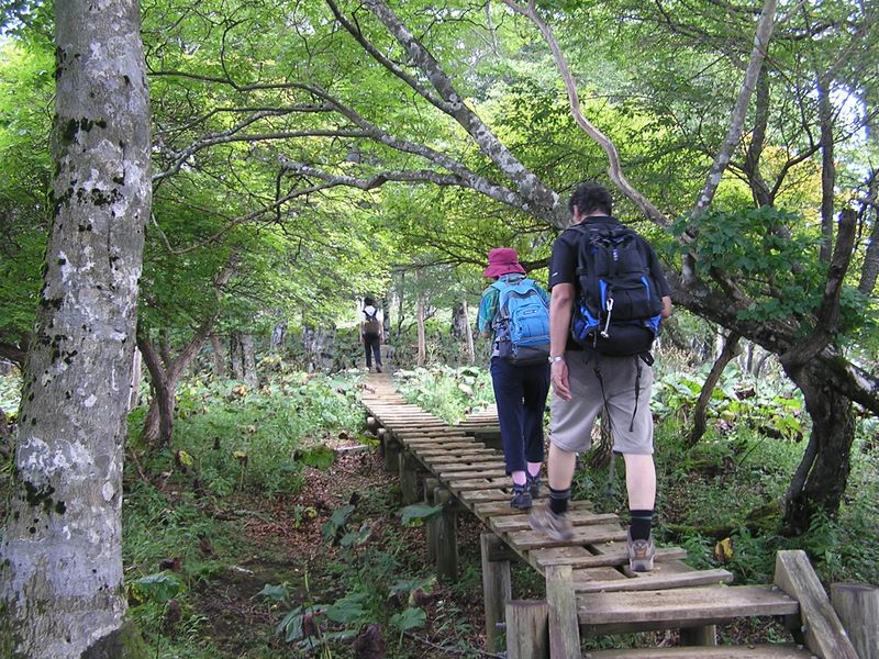 檜洞丸 -- シロヤシオのトンネル