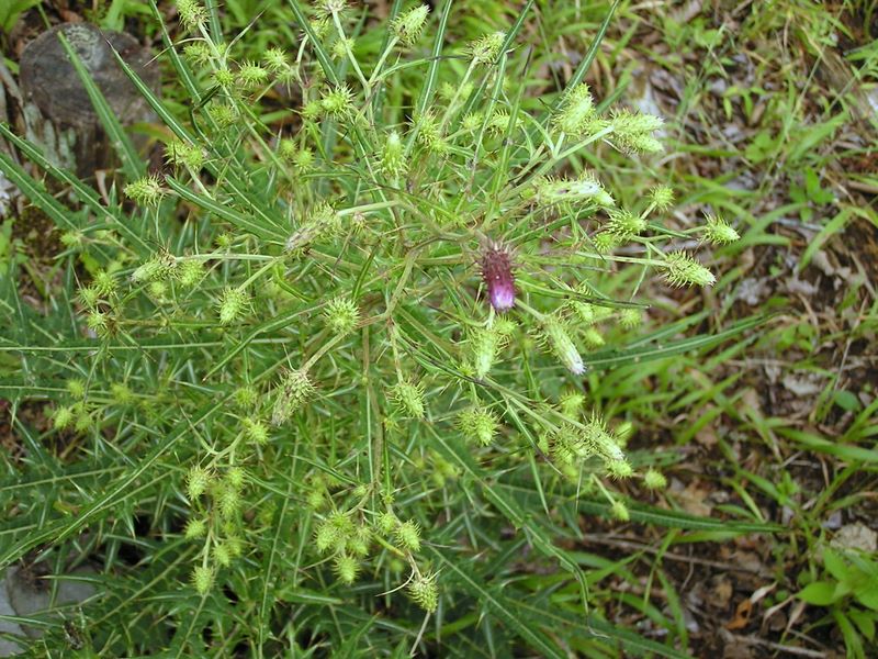 檜洞丸 -- 半ズボンの人は、ホソエノアザミに足をチクチク