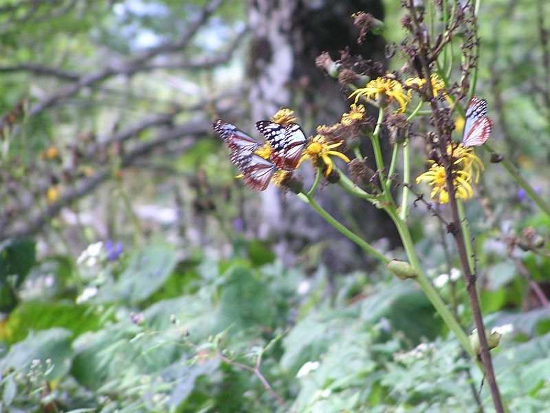 檜洞丸 -- アサギマダラの楽園