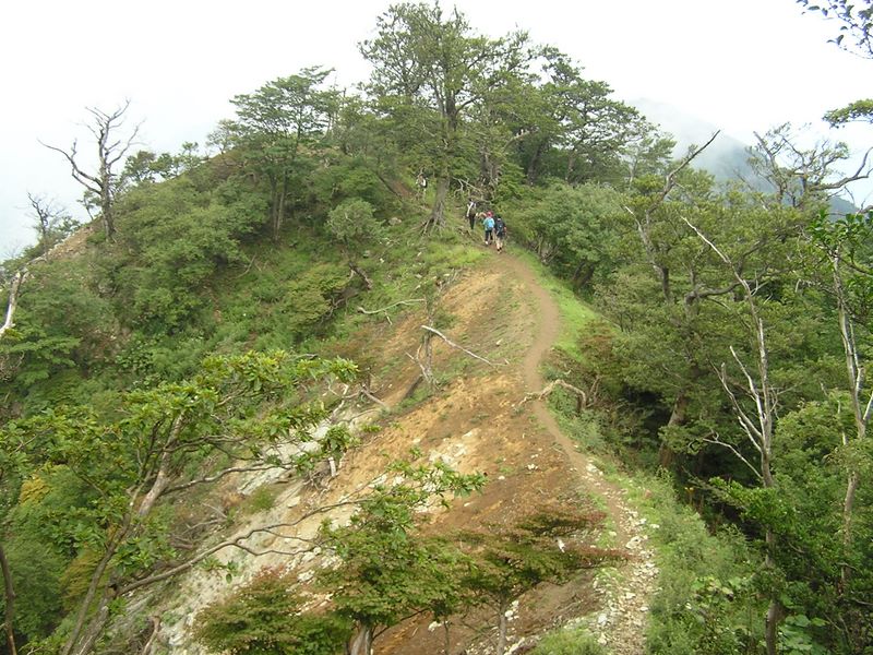 檜洞丸 -- 立ち枯れの目立つ稜線