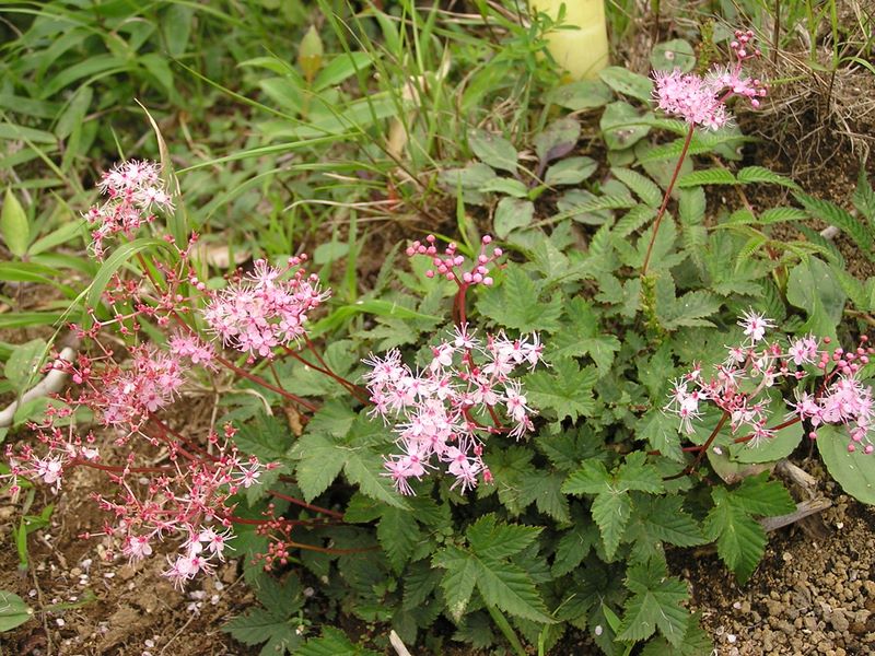 檜洞丸 -- シモツケソウ