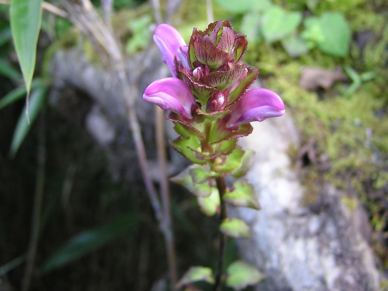 檜洞丸 -- ハンカイシオガマ